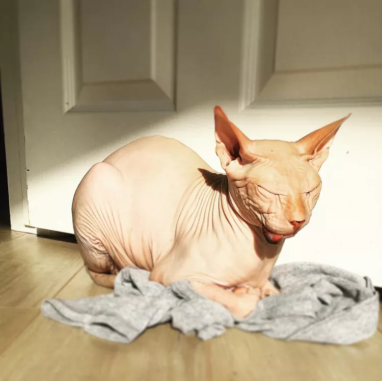 13 Convincingly Cute Sphynx Cats