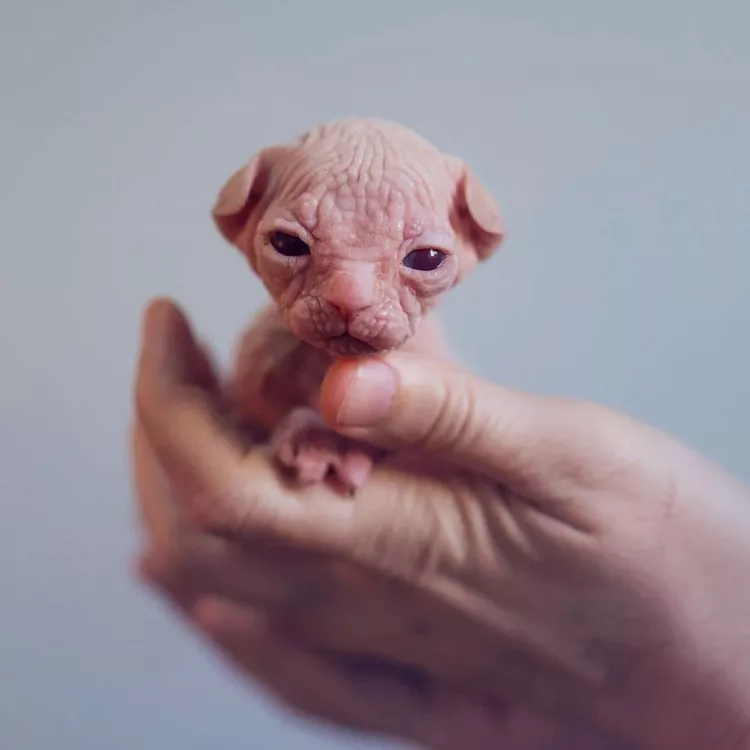 13 Convincingly Cute Sphynx Cats