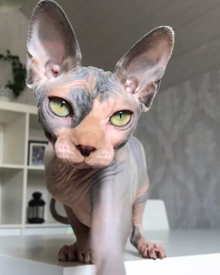 13 Convincingly Cute Sphynx Cats