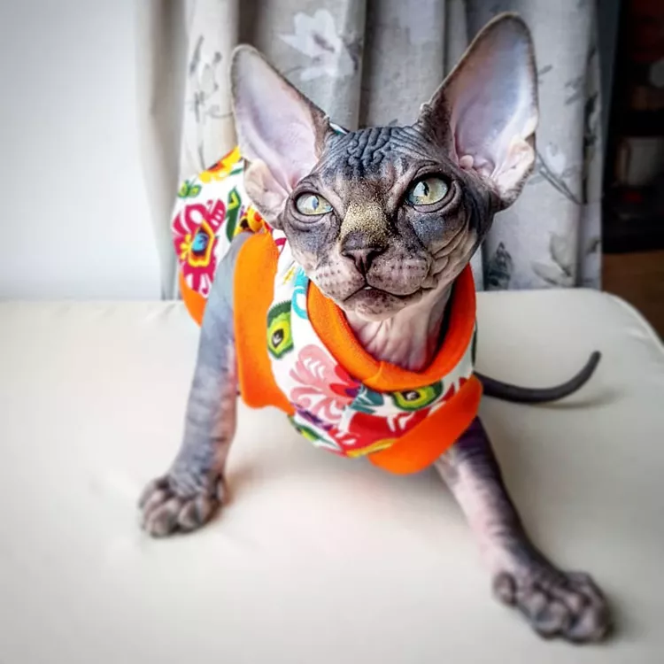 13 Convincingly Cute Sphynx Cats